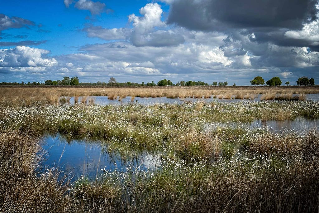 Vincent van Gogh: seine Faszination für Moore und die Ur-Landschaft in Drenthe 11 An transparenten Schautafeln lässt sich das Bild von damals auf heute übertragen. Foto: Mario Vedder