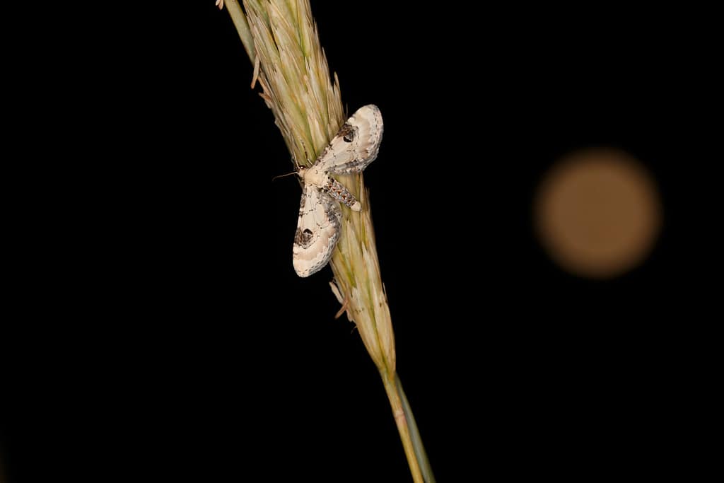 Borkum: Wo die Nacht zum leuchtenden Erlebnis wird – Sterne, Meer und die Magie der Dunkelheit 6 Borkum: Wo die Nacht zum leuchtenden Erlebnis wird – Sterne, Meer und die Magie der Dunkelheit – Travelling Journal