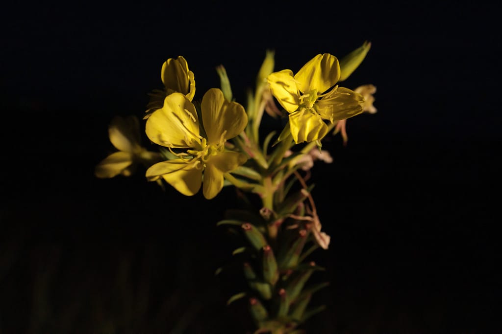 Borkum: Wo die Nacht zum leuchtenden Erlebnis wird – Sterne, Meer und die Magie der Dunkelheit 7 Borkum: Wo die Nacht zum leuchtenden Erlebnis wird – Sterne, Meer und die Magie der Dunkelheit – Travelling Journal