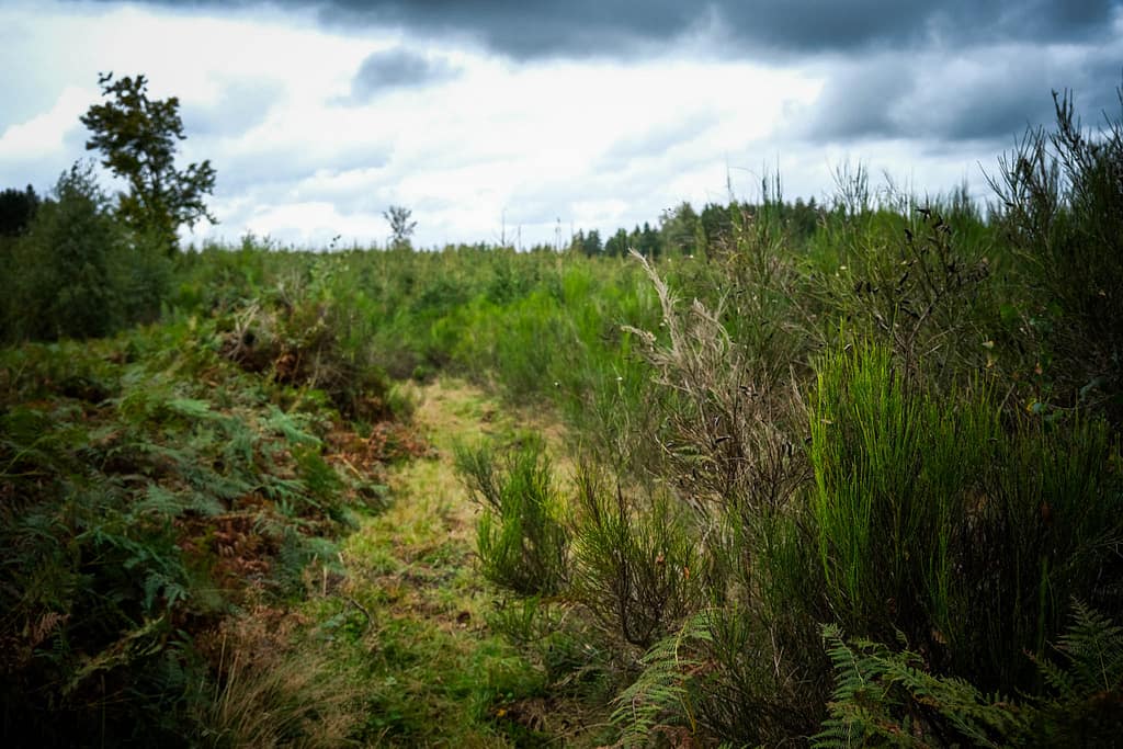 Ardennen in Belgien: Wandern im Forêt d'Anlier und Glamping bei Nutchel 3 Wandern Ardennen Belgien Forêt d'Anlier