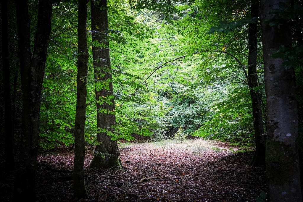 Ardennen in Belgien: Wandern im Forêt d'Anlier und Glamping bei Nutchel 5 Wandern Ardennen Belgien Forêt d'Anlier