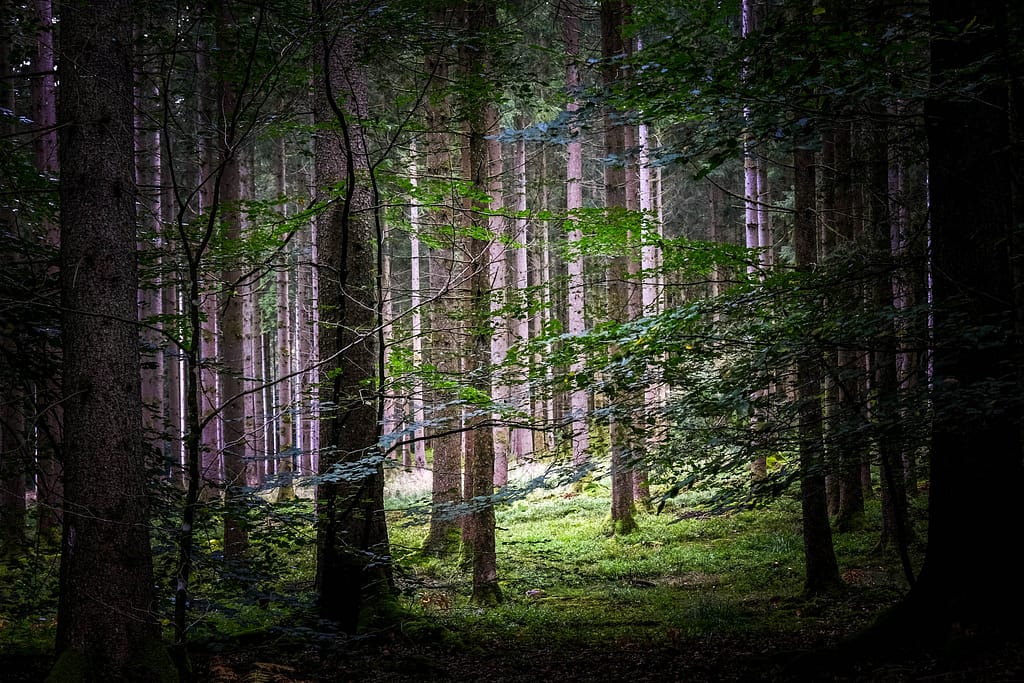 Ardennen in Belgien: Wandern im Forêt d'Anlier und Glamping bei Nutchel 1 Wandern Ardennen Belgien Forêt d'Anlier