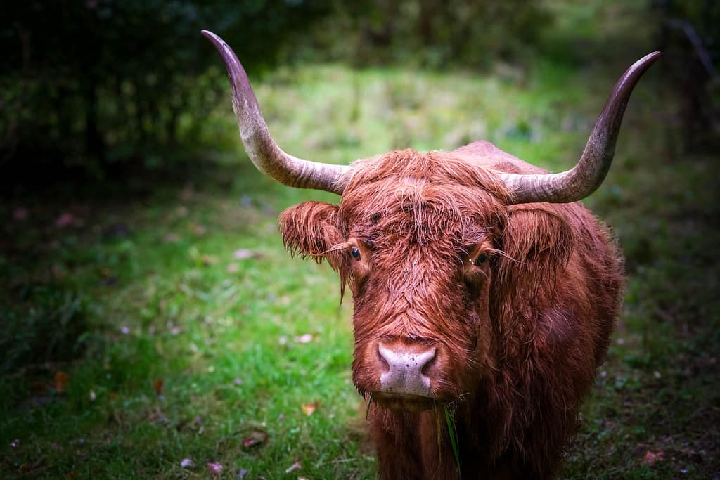 Ardennen in Belgien: Wandern im Forêt d'Anlier und Glamping bei Nutchel 7 Ardennen Belgien Wandern. Forêt d'Anlier