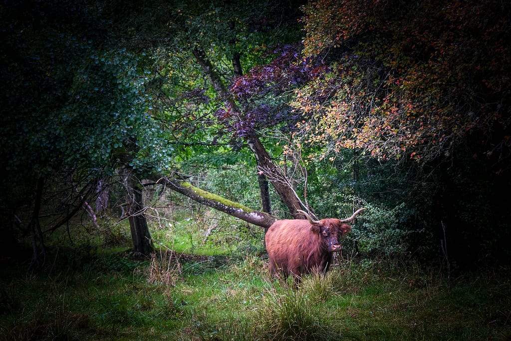 Ardennen in Belgien: Wandern im Forêt d'Anlier und Glamping bei Nutchel 8 Wandern Ardennen Belgien Forêt d'Anlier