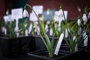 Schneeglöckchen-Tage Kloster Knechtsteden: Zarte Lichtblicke im Wintergrau 8 Schneeglöckchentage im Kloster Knechtsteden. Foto: Mario Vedder/travelling-journal.com