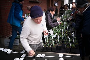 Schneeglöckchen-Tage Kloster Knechtsteden: Zarte Lichtblicke im Wintergrau 9 Joe Sharman und seine Schneeglöckchen-Raritäten. Foto: Mario Vedder