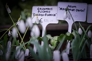Schneeglöckchen-Tage Kloster Knechtsteden: Zarte Lichtblicke im Wintergrau 3 Schneeglöckchen-Tage Kloster Knechtsteden: Zarte Lichtblicke im Wintergrau – Travelling Journal