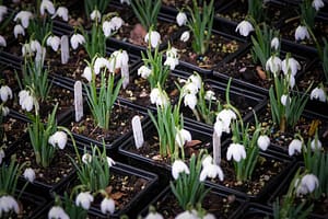 Schneeglöckchen-Tage Kloster Knechtsteden: Zarte Lichtblicke im Wintergrau 4 Schneeglöckchen-Tage Knechtsteden