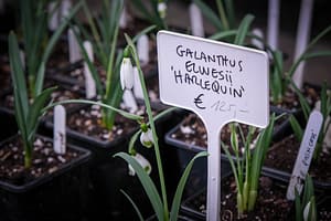Schneeglöckchen-Tage Kloster Knechtsteden: Zarte Lichtblicke im Wintergrau 5 Schneeglöckchen-Tage Kloster Knechtsteden: Zarte Lichtblicke im Wintergrau – Travelling Journal