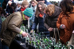 Schneeglöckchen-Tage Kloster Knechtsteden: Zarte Lichtblicke im Wintergrau 6 Schneeglöckchentage im Kloster Knechtsteden. Hier im Foto: Michael Dreisvogt, Leiter des Arboretum Park Härle in Bonn. Foto: Mario Vedder