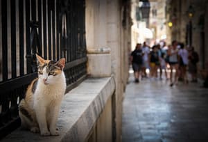 Jadranska Magistrala: Die 10 spektakulärsten Highlights der kroatischen Küstenstraße 8 Die Jadranska Magistrala mit dem Motorrad: 10 unvergessliche Stopps von Rijeka bis Dubrovnik. Kurven, Küste & Kultur an Kroatiens legendärer Küstenstraße. Jadranska Magistrala Motorrad
