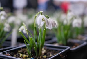 Schneeglöckchen-Tage Kloster Knechtsteden: Zarte Lichtblicke im Wintergrau 1 Schneeglöckchen-Tage Kloster Knechtsteden: Zarte Lichtblicke im Wintergrau – Travelling Journal
