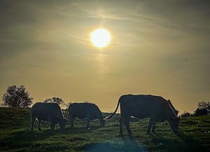 Étretat: Auf Monets Spuren vom Fischerdorf zum Selfie-Hotspot in der Normandie 12 Étretat: Auf Monets Spuren vom Fischerdorf zum Selfie-Hotspot in der Normandie – Travelling Journal
