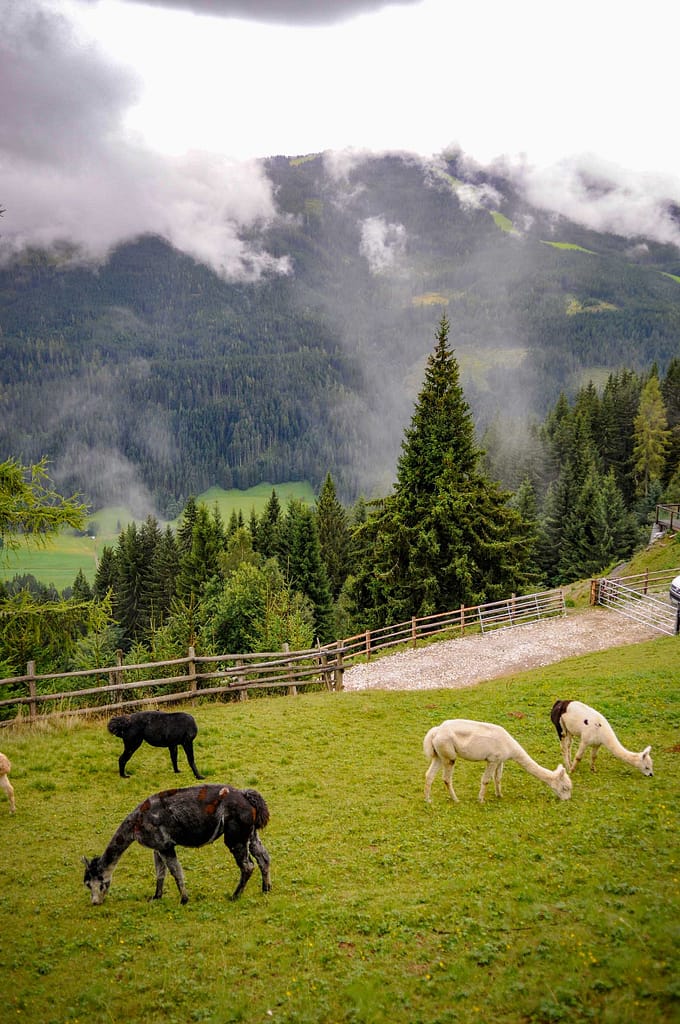 30 kleine Kamele auf der Alm: Alpaka Wanderungen sind Balsam für die Seele 12 Alpakas auf der Alpaka-Alm Kitzsteingut. Foto: Oliver Abraham