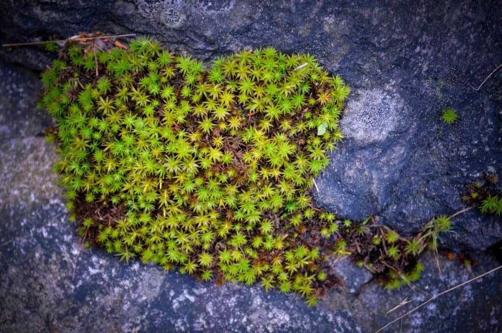 Auerhuhn im Bayerischen Wald: Wandern auf den Spuren seltener Vögel 9 Kunstwerke am Wegesrand. Foto: Oliver Abraham