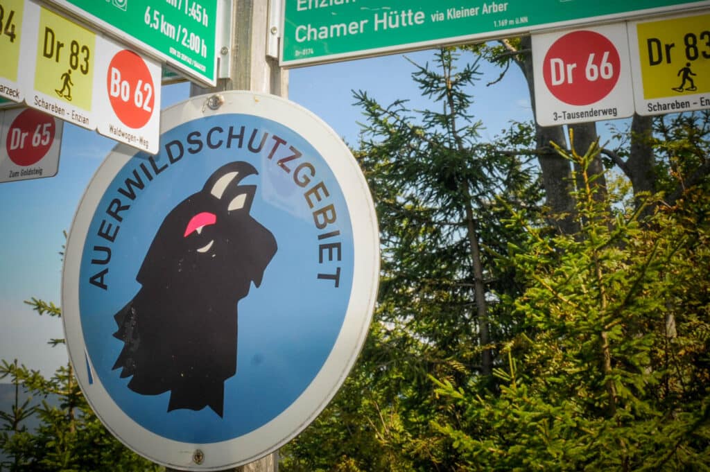 Auerhuhn im Bayerischen Wald: Wandern auf den Spuren seltener Vögel 8 Auerhuhn Bayerischer Wald: Das Auerhuhn ist der Charaktervogel im Bayerischen Wald und besonders geschützt. Foto: Oliver Abraham