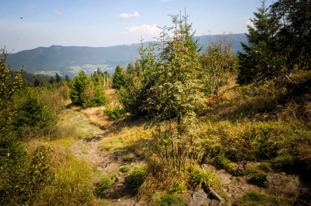 Auerhuhn im Bayerischen Wald: Wandern auf den Spuren seltener Vögel 1 Inmitten der vielfältigen Natur des Auerhuhnlandes im Bayerischen Wald. Foto: Oliver Abraham