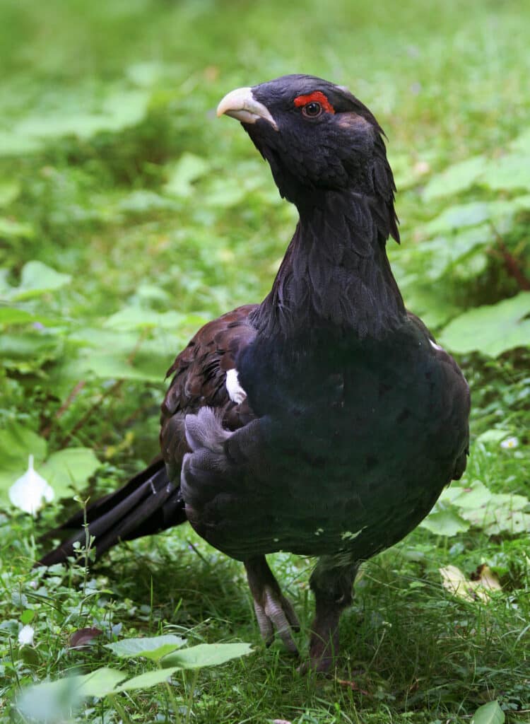 Auerhuhn im Bayerischen Wald: Wandern auf den Spuren seltener Vögel 3 Scheues Auerhuhn im lichten Wald des Bayerischen Waldes, ein seltener und geschützter Charaktervogel in seinem natürlichen Lebensraum. Foto: Wikipedia