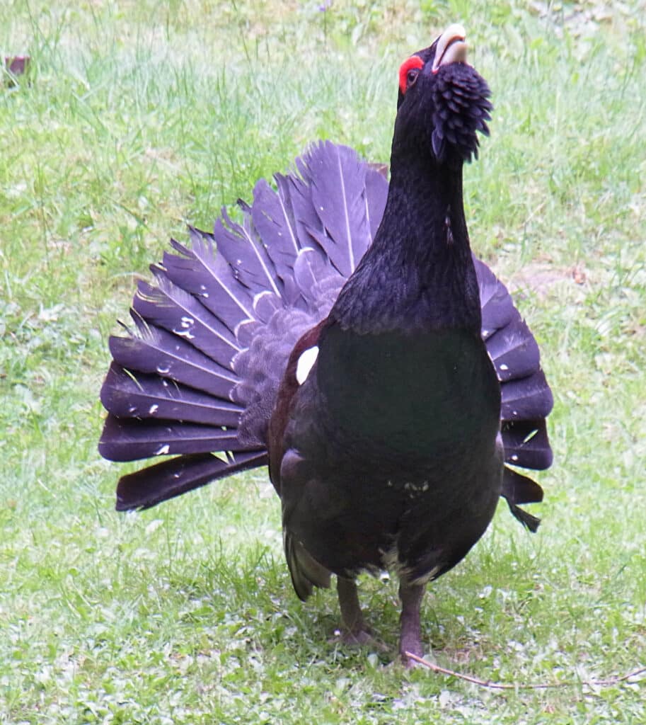 Auerhuhn im Bayerischen Wald: Wandern auf den Spuren seltener Vögel 4 Das Auerhuhn ist der Charaktervogel im Bayerischen Wald. Foto: Wikipedia