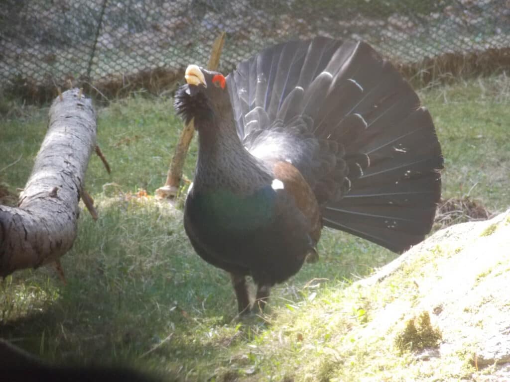 Auerhuhn im Bayerischen Wald: Wandern auf den Spuren seltener Vögel 6 Das Auerhuhn ist der Charaktervogel im Bayerischen Wald. Foto: Wikipedia