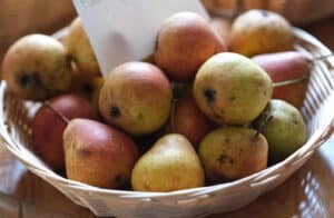 Märkische Spezialitätenbrennerei: Obstbrände retten alte Streuobstsorten im Sauerland 2 Die Plettenberger Herrenbirne. Foto: Mario Vedder