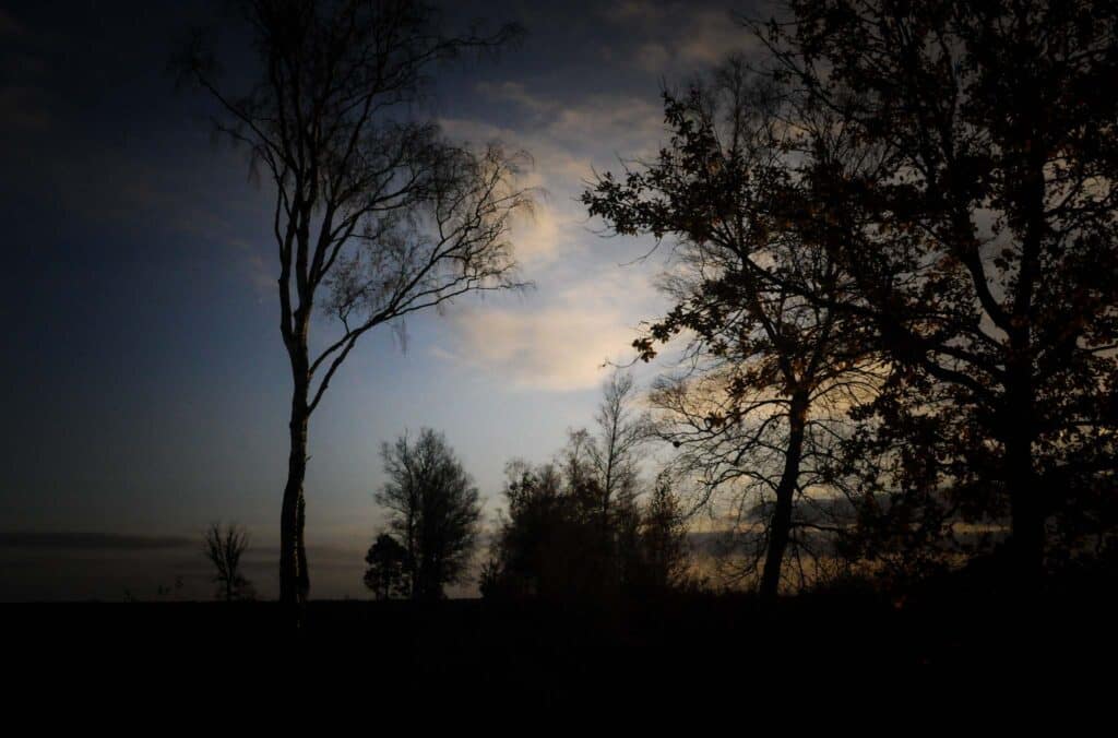 Der Rote Franz und das Geheimnis der Moorleichen im Emsland 6 Dunkle Bäume bilden die Kulisse im Moor. Foto: Oliver Abraham