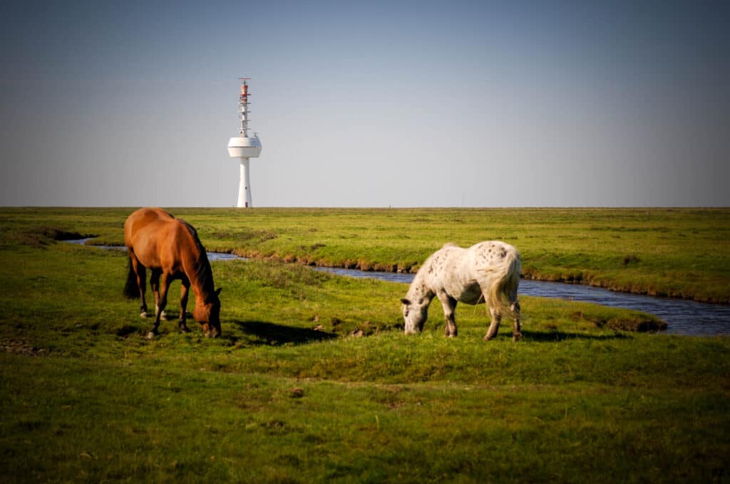 Neuwerk Wattwanderung: Abenteuer zur Hamburger Insel ab Cuxhaven 7 Pferde in Hamburg, bzw. auf der Insel Neuwerk, die kurioserweise zu Hamburg gehört. Foto: Oliver Abraham
