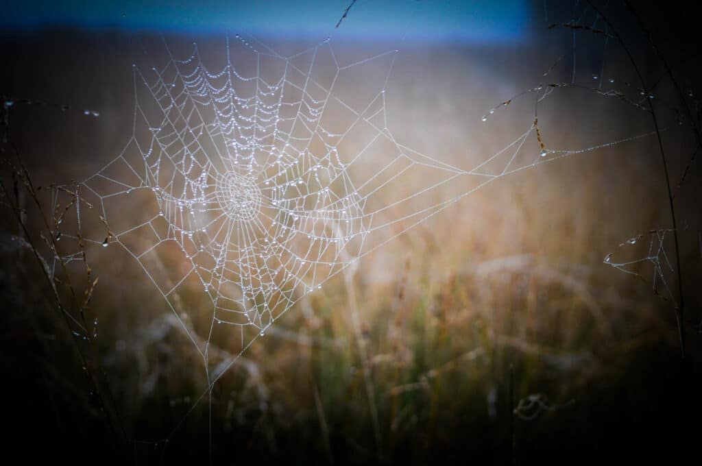 Der Rote Franz und das Geheimnis der Moorleichen im Emsland 1 Tau an einem Spinnennetz im Wietmarscher Moor. Foto: Oliver Abraham