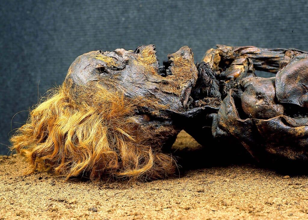 Der Rote Franz und das Geheimnis der Moorleichen im Emsland 2 Moorleiche Roter Franz im Landesmuseum in Hannover, Deutschlands wohl berühmteste Moorleiche. Foto: Landesmuseum Hannover