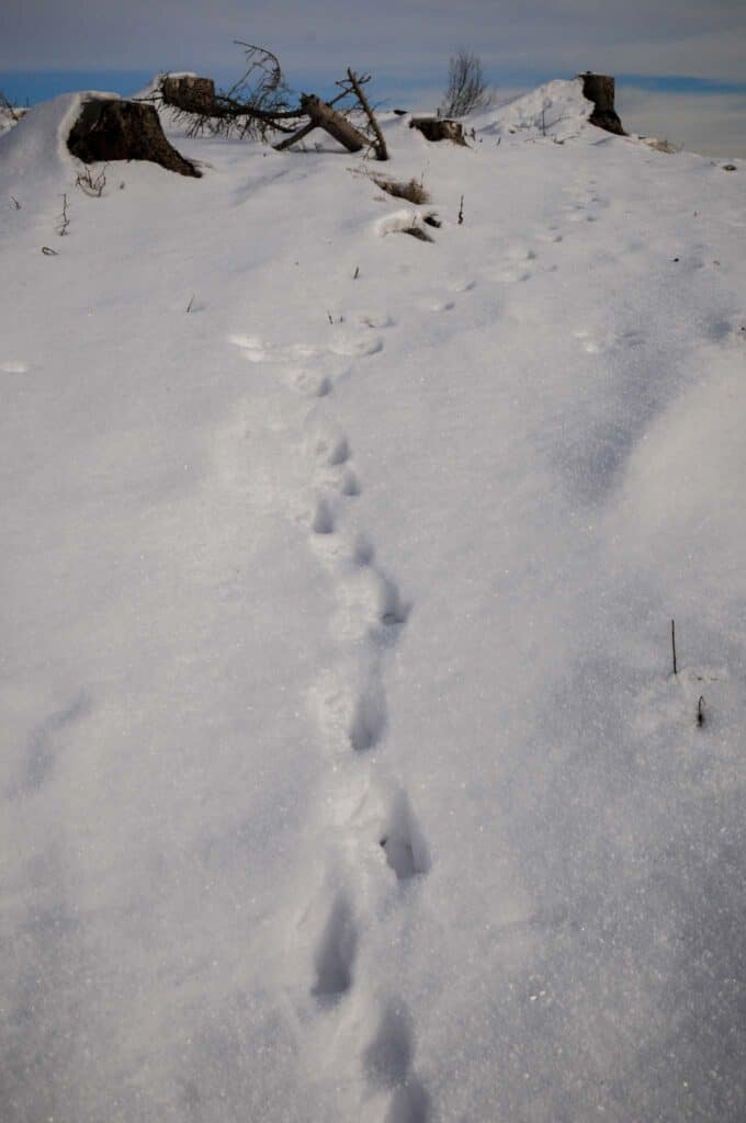 Christstollen aus dem Bergwerk Ramsbeck: Ein Sauerländer Genuss-Geheimnis 4 Christstollen aus dem Bergwerk Ramsbeck: Ein Sauerländer Genuss-Geheimnis – Travelling Journal