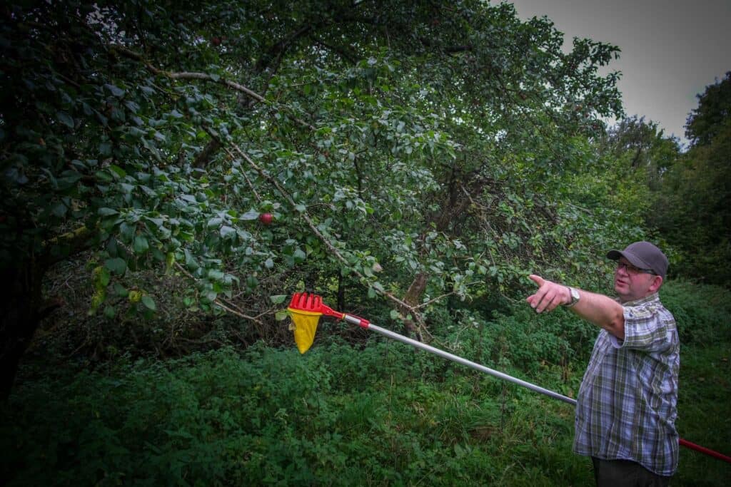 Märkische Spezialitätenbrennerei: Obstbrände retten alte Streuobstsorten im Sauerland 7 Märkischer Kreis (NRW) , nahe Lüdenscheid: Unterwegs mit Volker Knipp (55), Baumschulgärtner und Pomologe. Knipp sucht nach alten Obstbäumen, alten Sorten, nach vergessenen, historischen Obstsorten. Foto: Mario Vedder