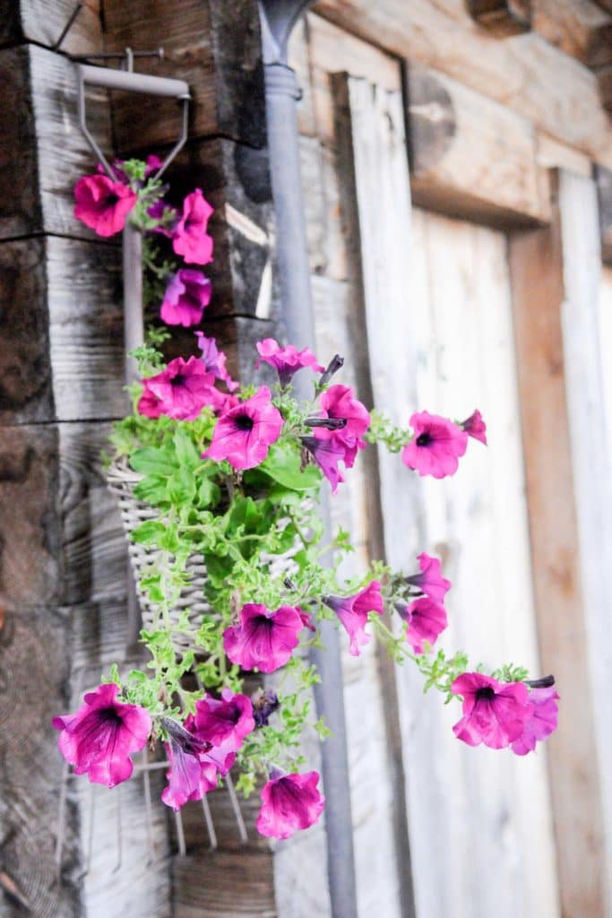 Die Moosalm in Werfenweng: Authentisches Almleben im Salzburger Land 4 Die Moosalm in Werfenweng: Authentisches Almleben im Salzburger Land. Foto: Oliver Abraham