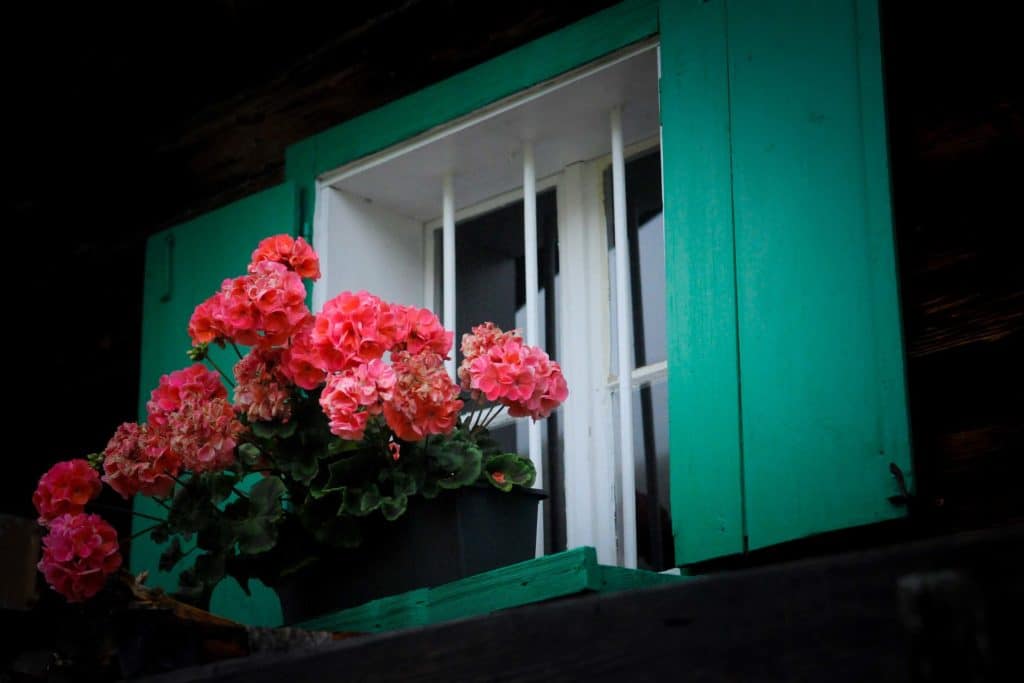 Die Moosalm in Werfenweng: Authentisches Almleben im Salzburger Land 5 Die Moosalm in Werfenweng: Authentisches Almleben im Salzburger Land. Foto: Oliver Abraham