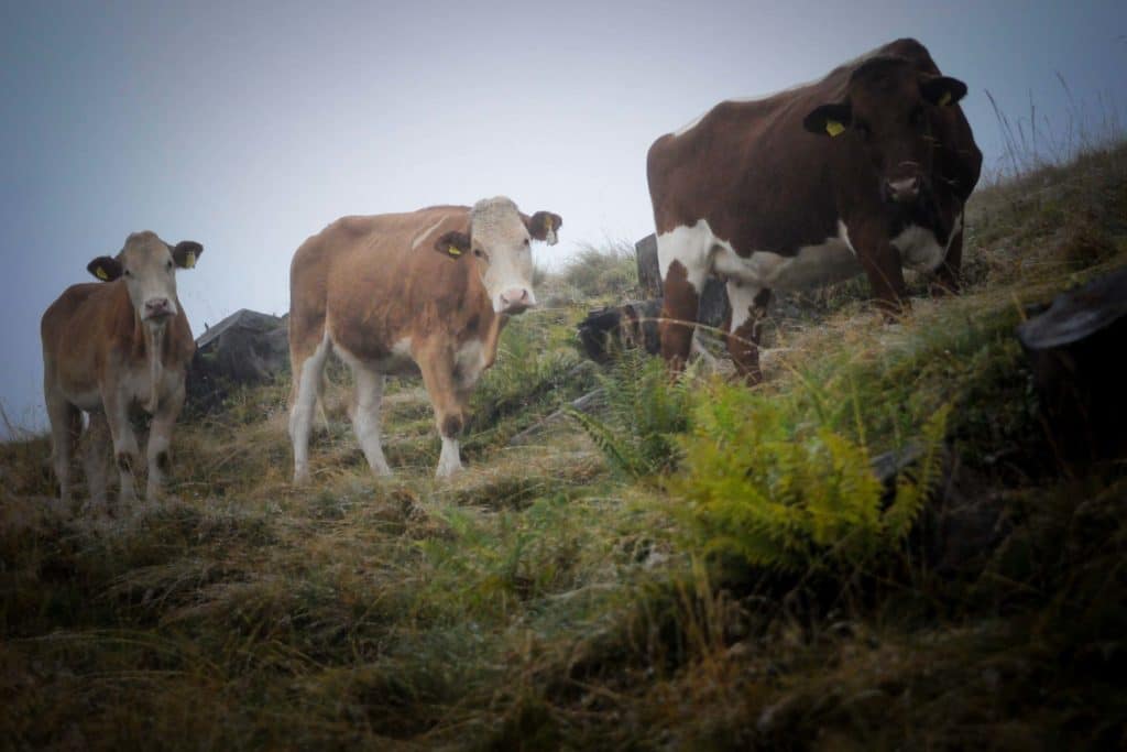 Die Moosalm in Werfenweng: Authentisches Almleben im Salzburger Land 2 Die Moosalm in Werfenweng liegt auf gut 1600 Metern Höhe, Rinder tauchen im Nebel auf. Foto: Oliver Abraham