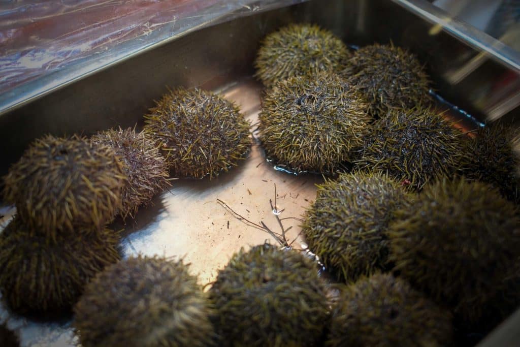 Little Tokyo in Düsseldorf: Kulinarische Entdeckungsreise durch Japans Kultur 21 Seeigel im Lebensmittelgeschäft Shochiku. Foto: Mario Vedder