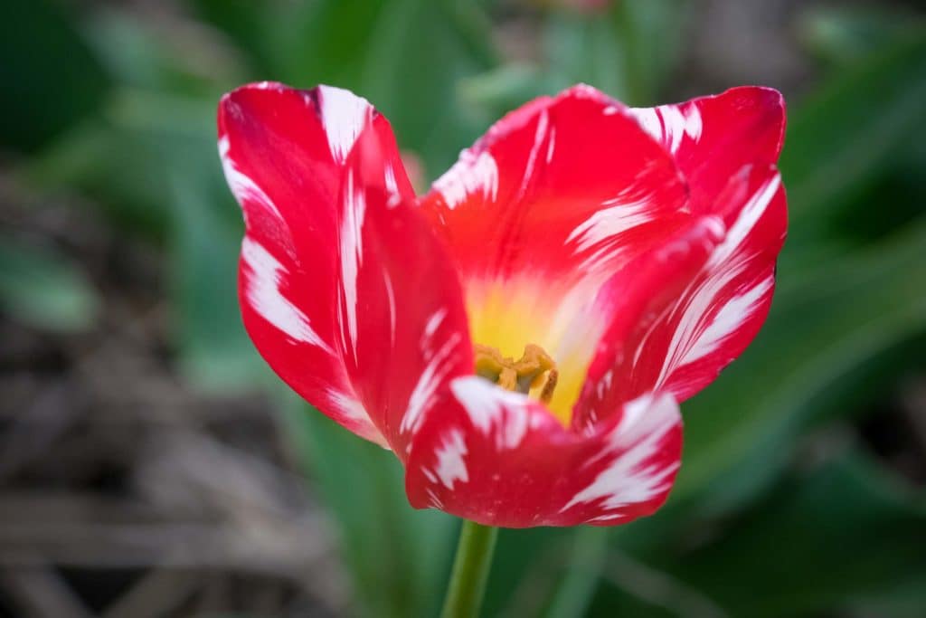 Tulpenfieber in Holland: Eine Reise durch die farbenfrohe Geschichte im Hortus Bulborum 4 Die Tulpe kam aus Asien nach Holland. Foto: Mario Vedder