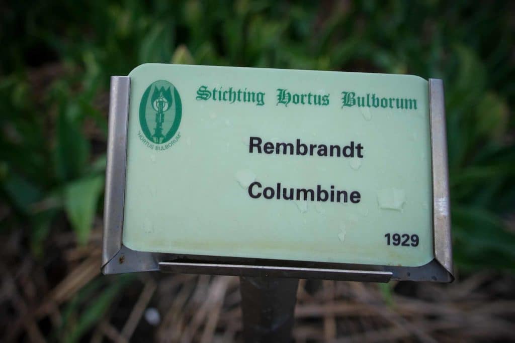 Tulpenfieber in Holland: Eine Reise durch die farbenfrohe Geschichte im Hortus Bulborum 7 Während der Tulipmania waren besonders Tulpensorten wie "Rembrandt Columbine" gefragt. Fotos: Mario Vedder