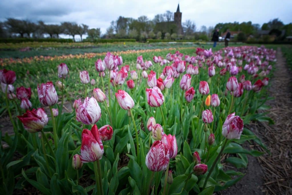 Tulpenfieber in Holland: Eine Reise durch die farbenfrohe Geschichte im Hortus Bulborum 15 Der Hortus Bulborum ist auch ein botanisches Back-Up, eine lebende Gen-Bank. Foto: Mario Vedder