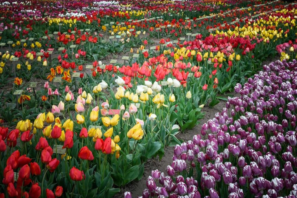 Tulpenfieber in Holland: Eine Reise durch die farbenfrohe Geschichte im Hortus Bulborum 1 Tulpenfieber Holland: Mehr als 2650 Tulpensorten und -spezies gibt es im Hortus Bulborum im Ort Limmen (Gemeinde Castricum), nördlich von Amsterdam. Foto: Mario Vedder
