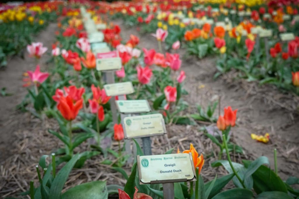 Tulpenfieber in Holland: Eine Reise durch die farbenfrohe Geschichte im Hortus Bulborum 6 Auch Donald Duck ist im Hortus Bulborum vertreten. Foto: Mario Vedder