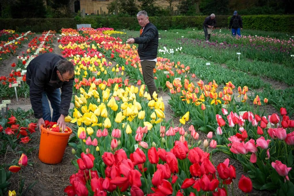 Tulpenfieber in Holland: Eine Reise durch die farbenfrohe Geschichte im Hortus Bulborum 2 Hortus Bulborum im Ort Limmen ist ein einzigartiger, riesiger Blumengarten. Foto: Mario Vedder