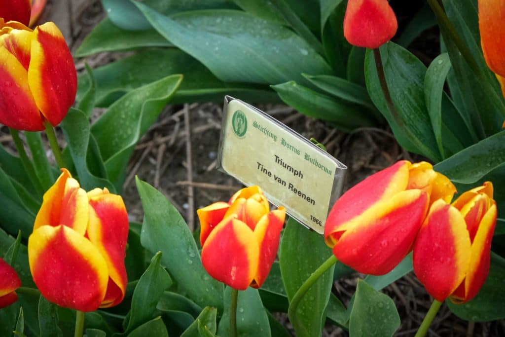 Tulpenfieber in Holland: Eine Reise durch die farbenfrohe Geschichte im Hortus Bulborum 5 Unter den mehr als 2650 Tulpensorten ist auch eine "Triumph". Foto: Mario Vedder