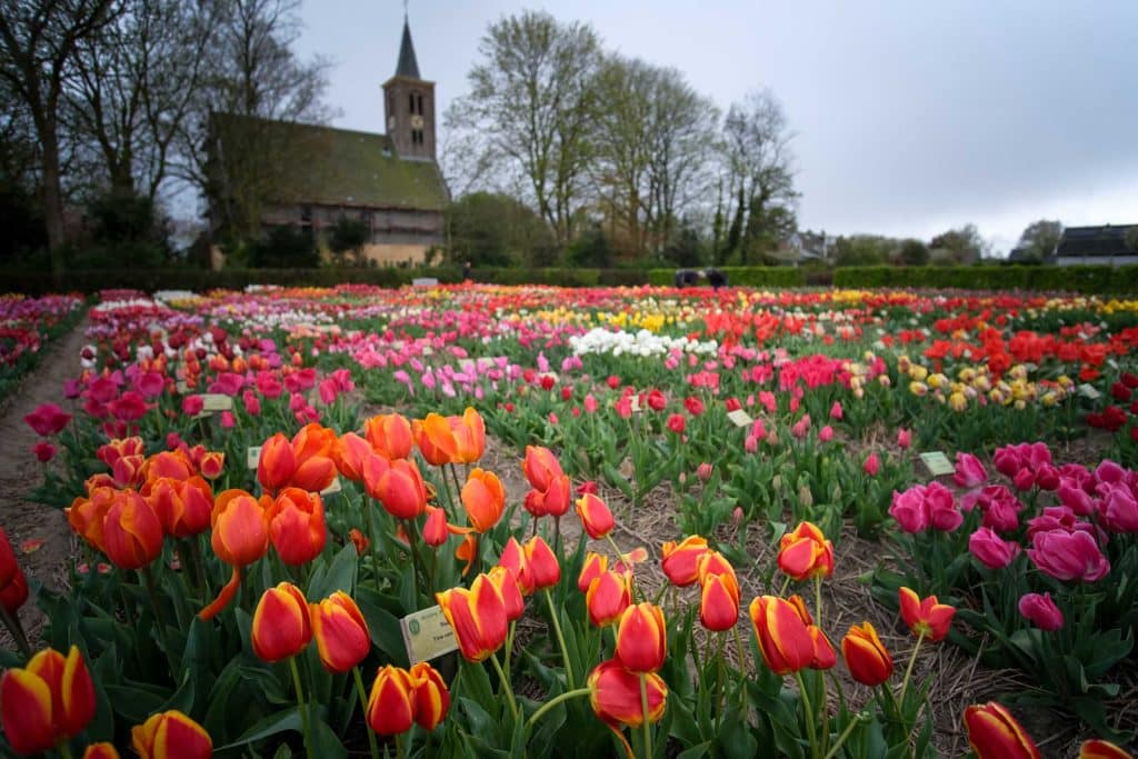 Tulpenfieber in Holland: Eine Reise durch die farbenfrohe Geschichte im Hortus Bulborum 14 Der Hortus Bulborum im Ort Limmen (Gemeinde Castricum), nördlich von Amsterdam. Foto: Mario Vedder