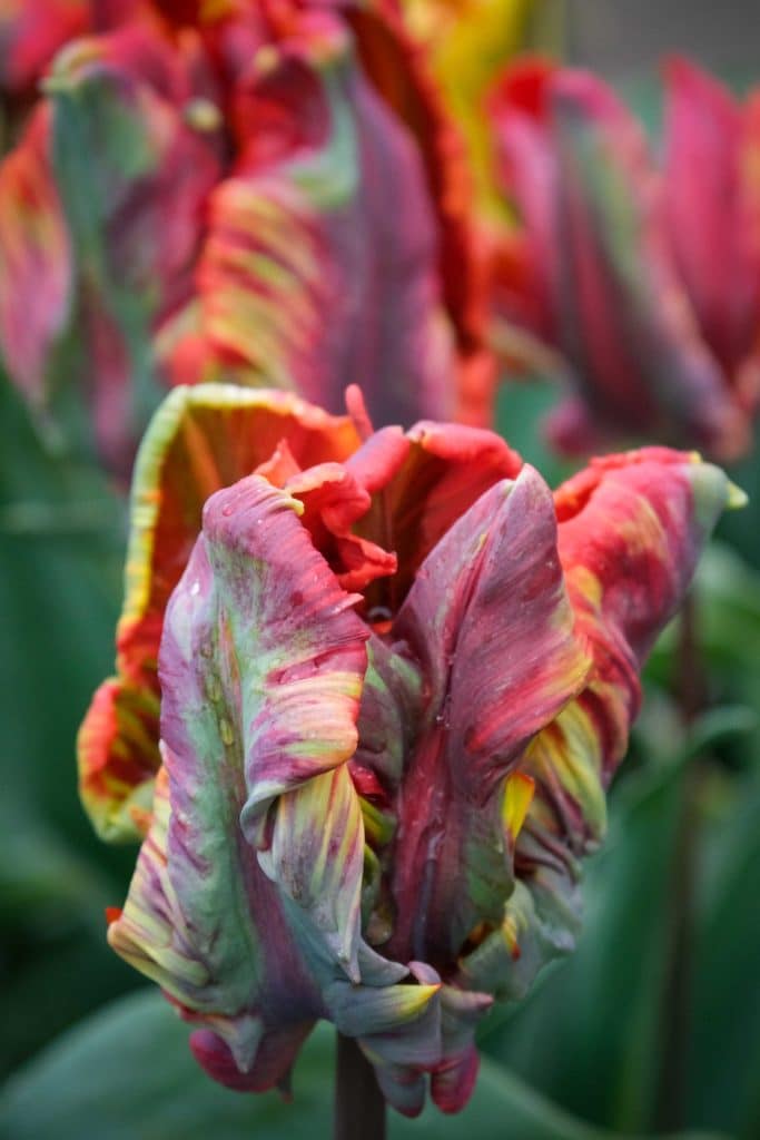 Tulpenfieber in Holland: Eine Reise durch die farbenfrohe Geschichte im Hortus Bulborum 9 Die Tulpen Sorte "Couleur Cardinal" präsentiert sich besonders verschlungen. Foto: Mario Vedder