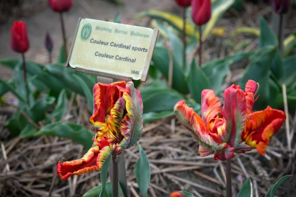 Tulpenfieber in Holland: Eine Reise durch die farbenfrohe Geschichte im Hortus Bulborum 10 Die Tulpen Sorte "Couleur Cardinal" präsentiert sich besonders verschlungen. Foto: Mario Vedder