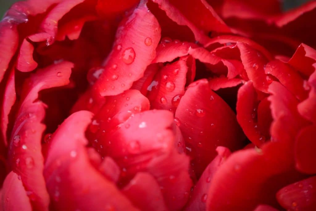 Tulpenfieber in Holland: Eine Reise durch die farbenfrohe Geschichte im Hortus Bulborum 13 Die Geschichte der Tulipmania gilt bis heute als Beispiel für die Gefahren von Wirtschaftsspekulationen. Foto: Mario Vedder
