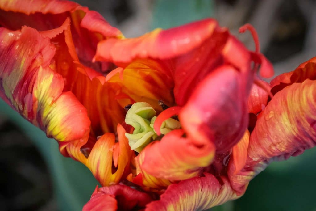 Tulpenfieber in Holland: Eine Reise durch die farbenfrohe Geschichte im Hortus Bulborum 11 Die Tulpen Sorte "Couleur Cardinal" präsentiert sich besonders verschlungen. Foto: Mario Vedder