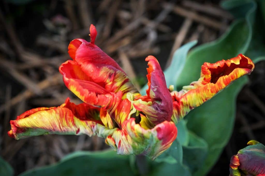 Tulpenfieber in Holland: Eine Reise durch die farbenfrohe Geschichte im Hortus Bulborum 12 Die Tulpen Sorte "Couleur Cardinal" präsentiert sich besonders verschlungen. Foto: Mario Vedder