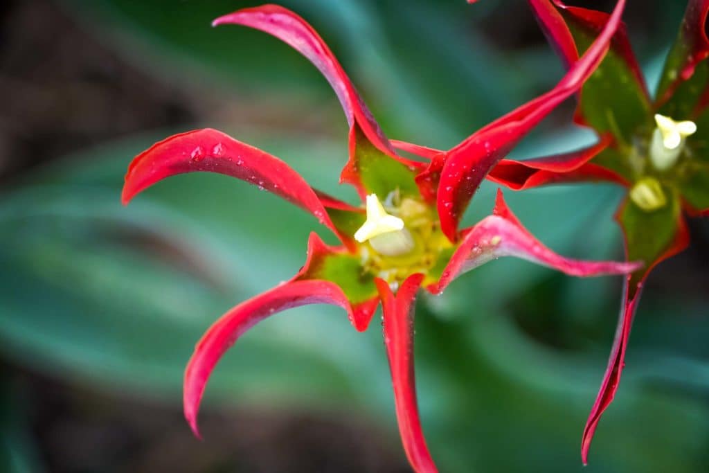 Tulpenfieber in Holland: Eine Reise durch die farbenfrohe Geschichte im Hortus Bulborum 3 Tulpen galten einst als Spekulationsobjekt. Foto: Mario Vedder