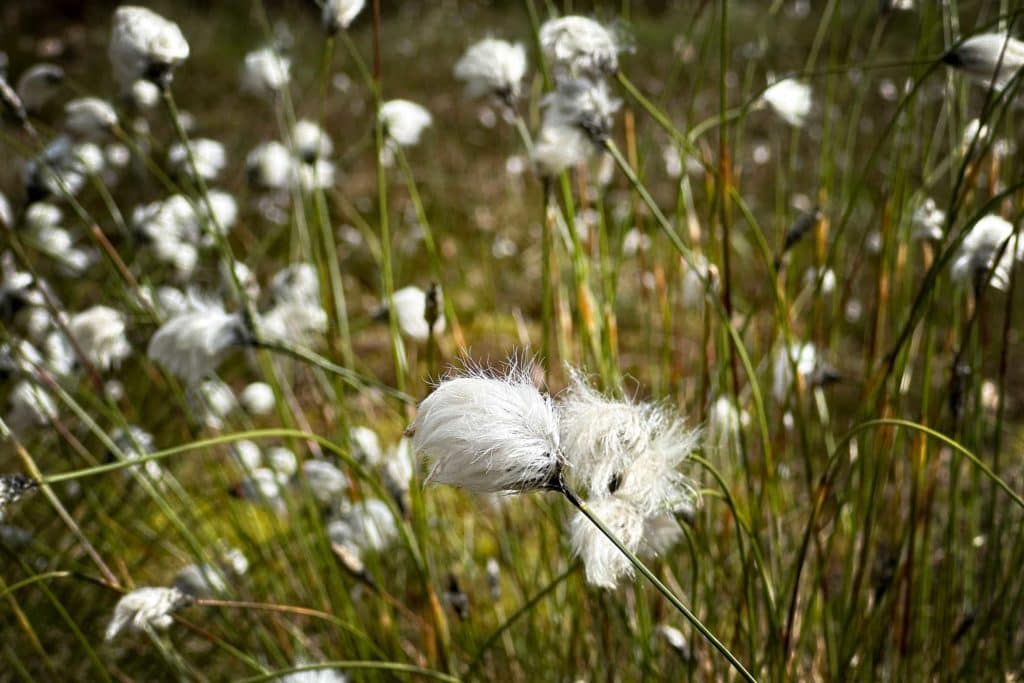 Auf den Spuren von Vincent van Gogh in Drenthe 17 Ein typischer Moorbewohner - Wollgras. Foto: Mario Vedder
